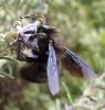 Xylocopa violacea